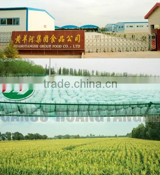 Vacuum Processed Sweet Corn