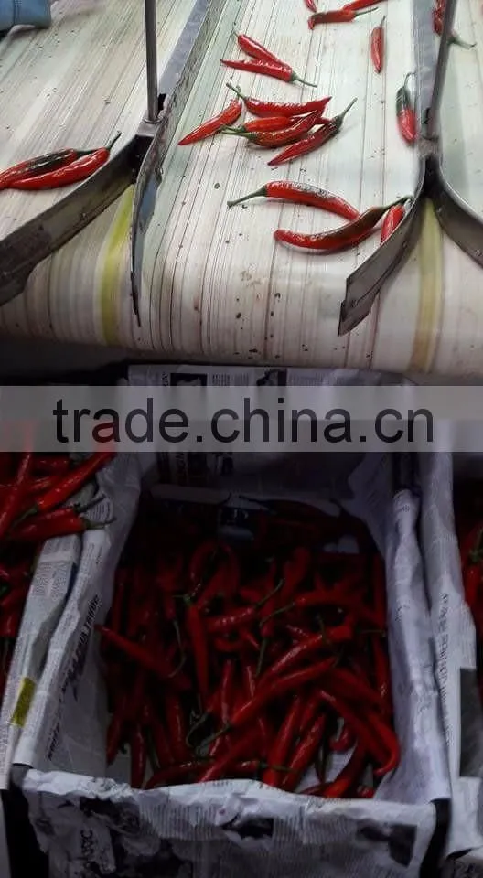 DALAT FRESH RED CHIILI