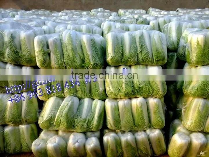 FRESH CHINA CABBAGES