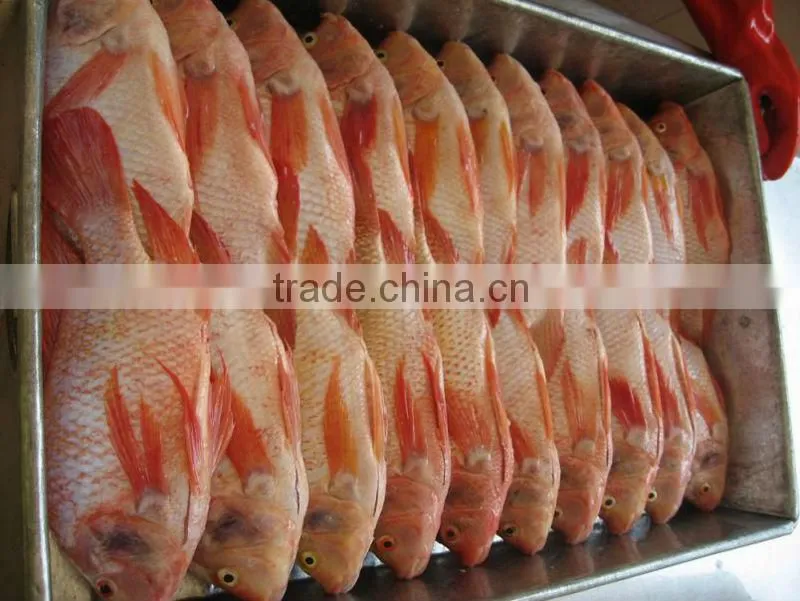 Gutted & Scalled Frozen Fresh Red Tilapia Fish