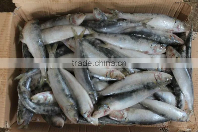 Low price frozen sardine fish