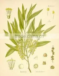 Cajuput Oil