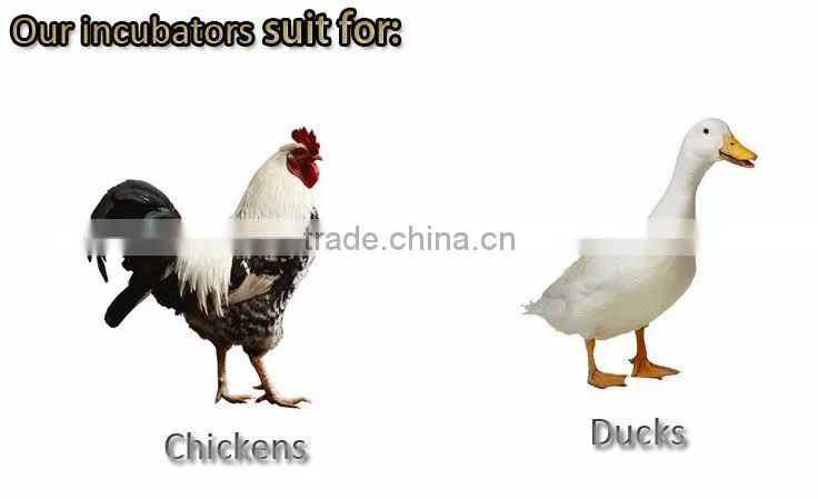 HHD Full Automatic holding automatic 48 eggs incubator chicken eggs for sale EW-48