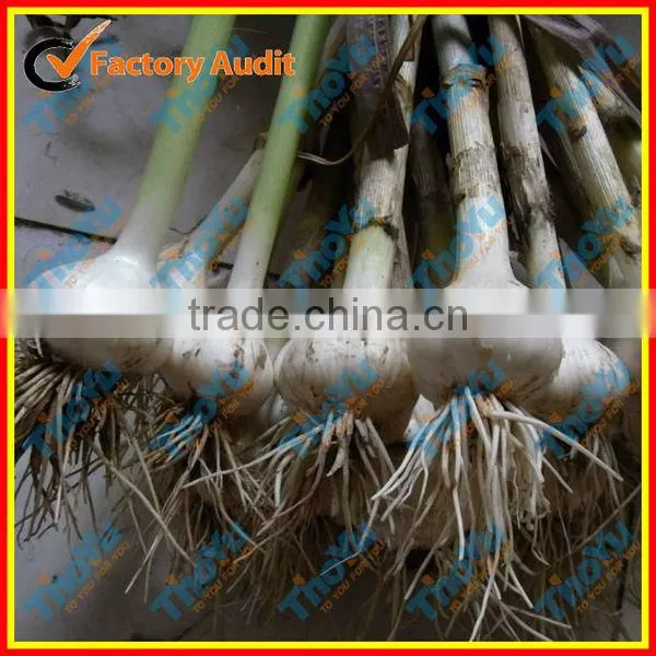 Salable Fresh Garlic Grading Machine 0086 15937167907