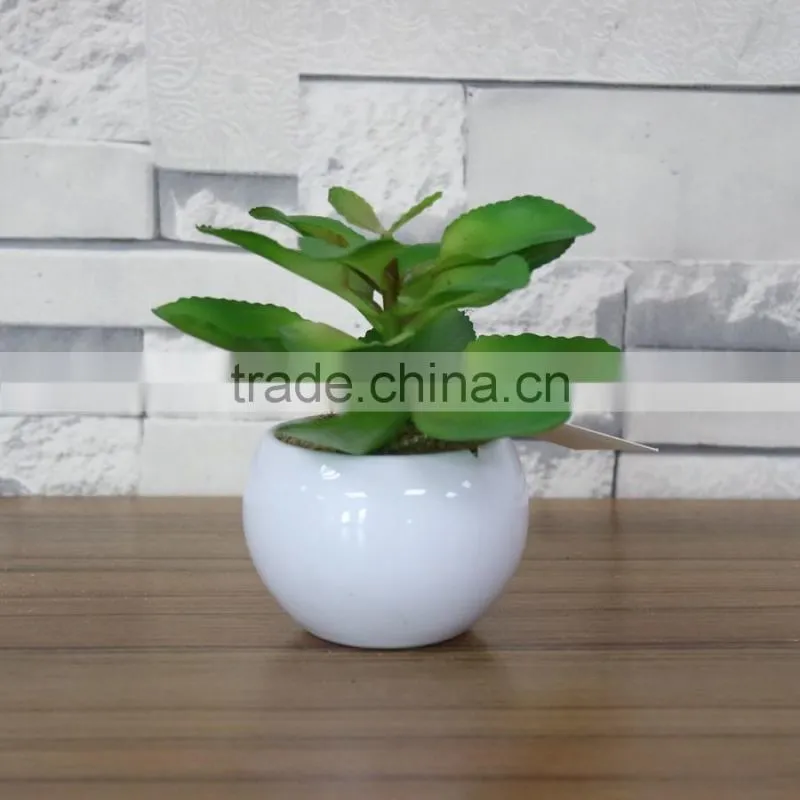 White potted mini succulent plants bonsai