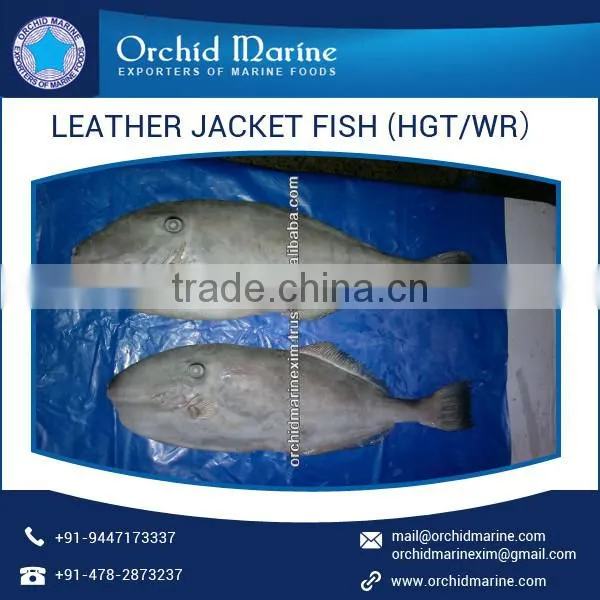 High Protein Filled Leather Jacket Fish at Attractive Price