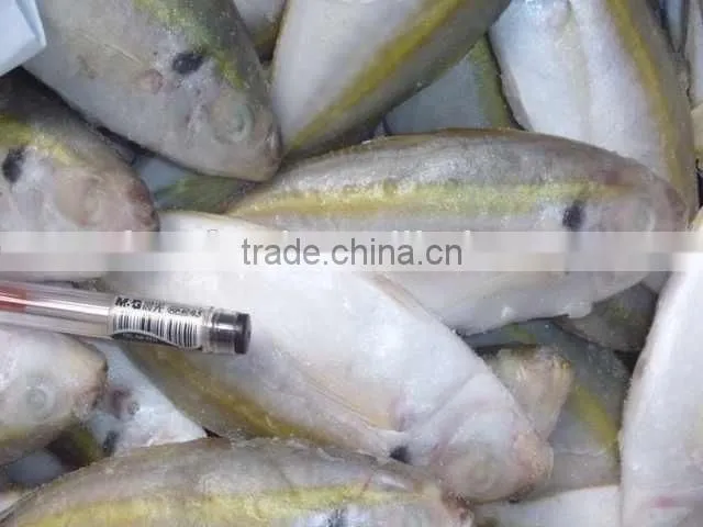 good horse mackeral BQF on sale