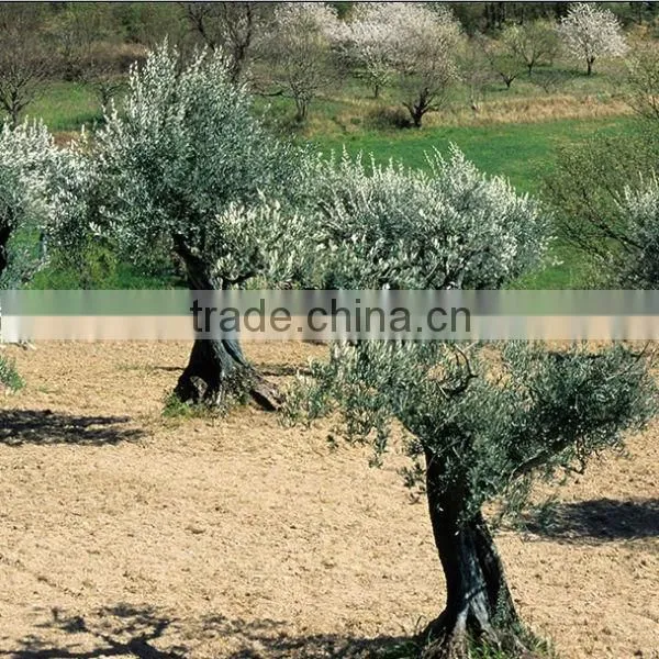 Water Soluble Oleuropein Powder of Olive Leaf Extract