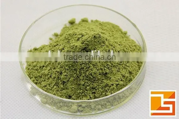GMP factory supply Moringa leaf p.e