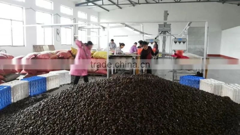 Good reputation of Chinese Fresh Chestnut in shell.