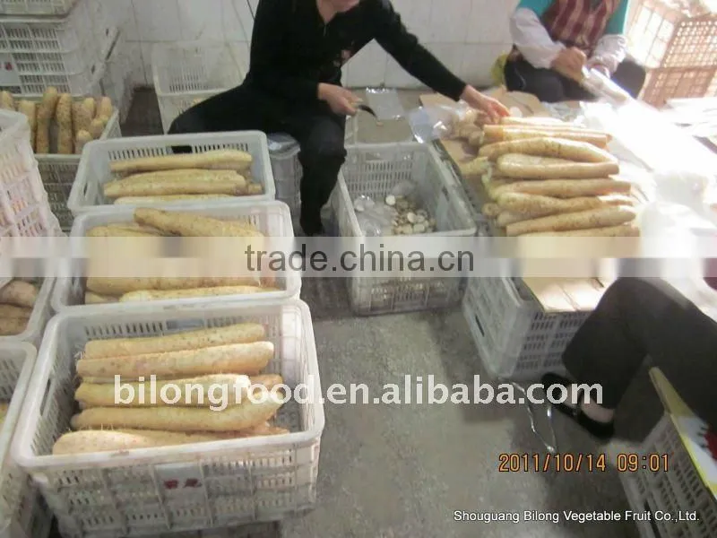 wholesale New Crop fresh chinese yam