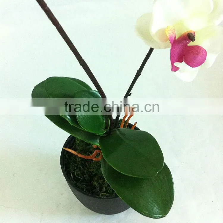 wholesale potted orchid table bonsai