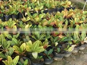 multi color leaves foliage Codiaeum variegatum of outdoor landscaping decorative ornamental plants