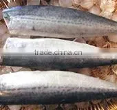 Frozen horse mackerel head off