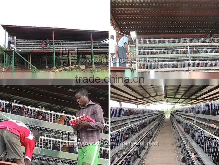 a type automatic battery chicken layer poultry cages for nigeria/africa
