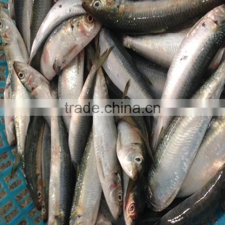 Freeze sardines good sardine sardine bait seafoo fish
