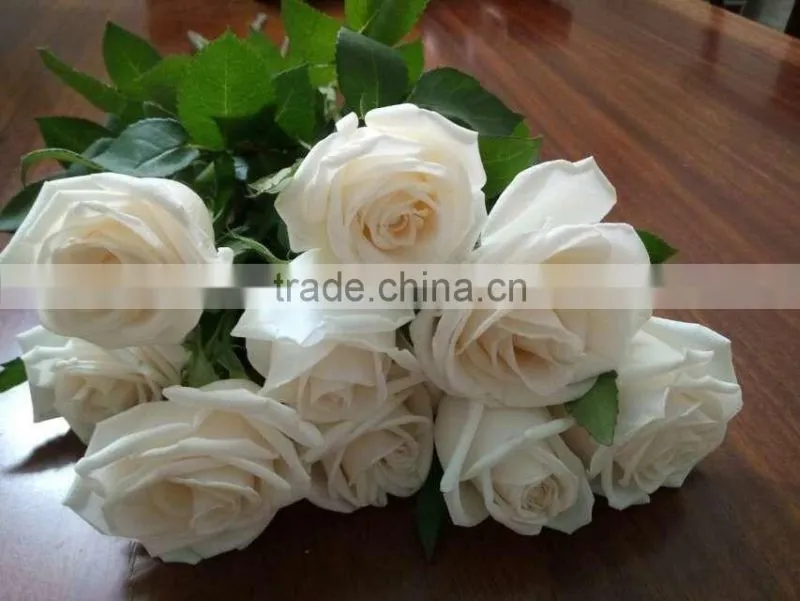 Supply Fresh Cut Flower Hot Sale 20 Stems/Bundle White Rose Wholesale From Yunnan,China