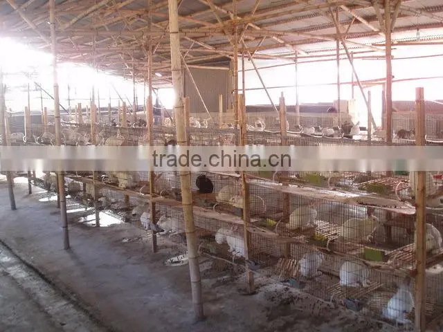 Wholesale rabbit food feeder