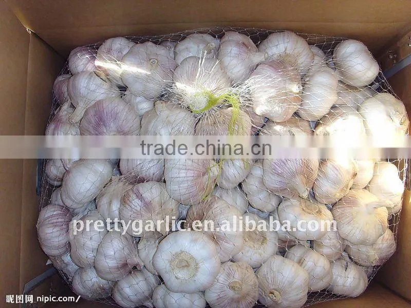 Normal white Garlic 5.0cm in 10kg carton