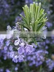 Rosemary oil (Fresh & Pure)