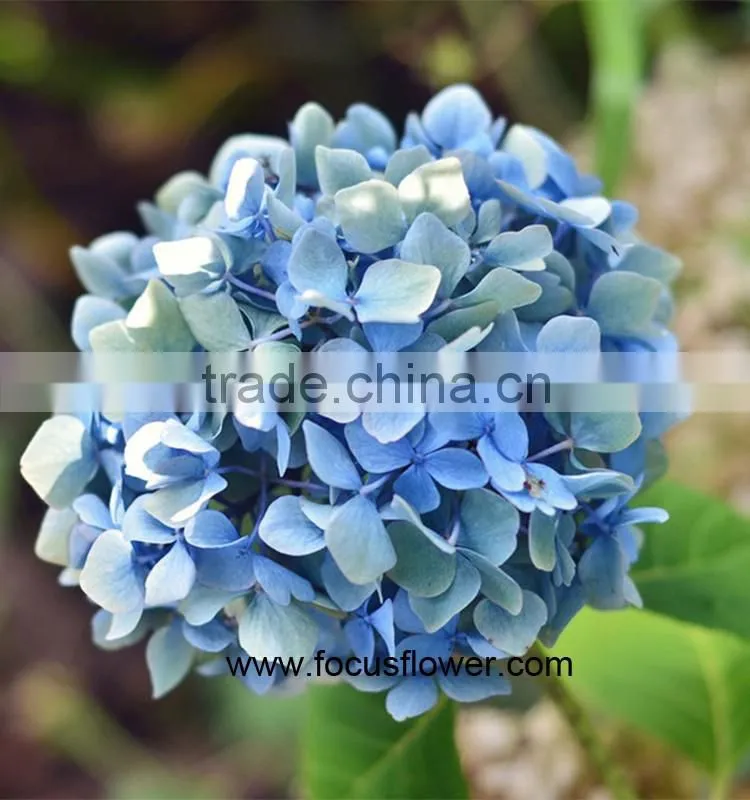 Alibaba Com High Quality Buy Fresh Hydrangeas From Yunnan China