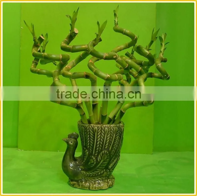 spiral lucky bamboo stem bonsai 15cm-100cm dracaena sanderiana indoor aquatic feng shui plants nursery garden decoration