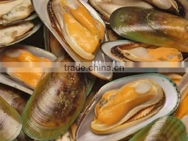 frozen half green mussel shell