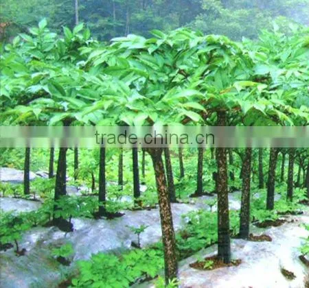 Purified Konjac Powder
