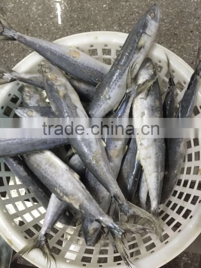 Bulk Packing Good Quality Spanish Mackerel Frozen On Board