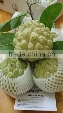 Custard Apple Fruit from Viet Nam