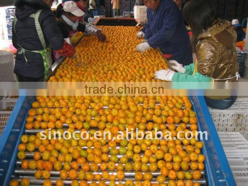 Baby Mandarin in China