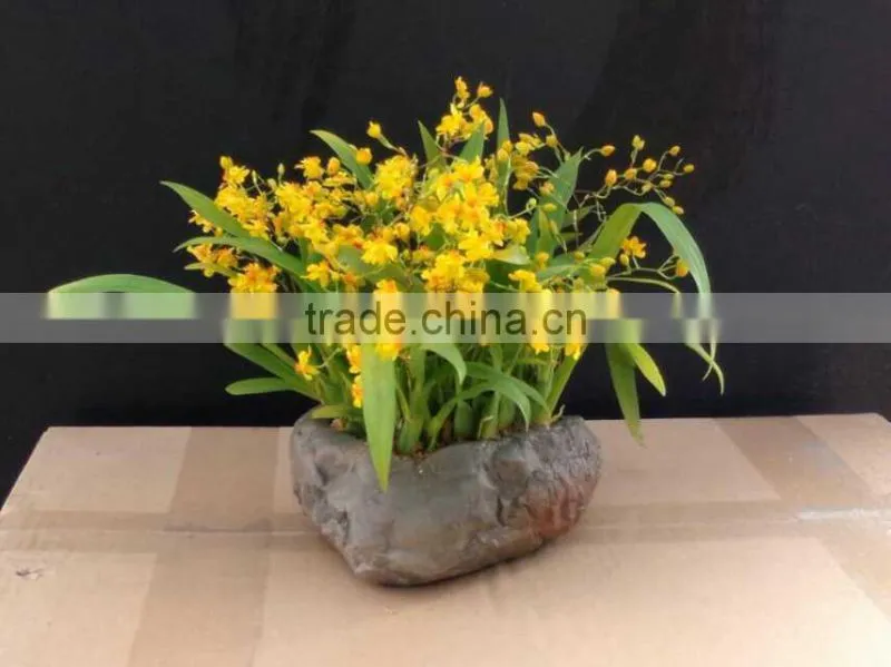 Oncidium orchid