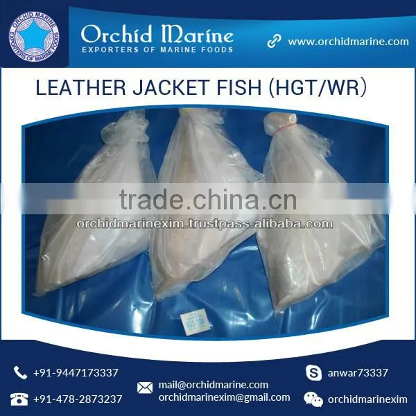 Top Quality Frozen Fresh Leather Jacket Fish (HGT/WR)