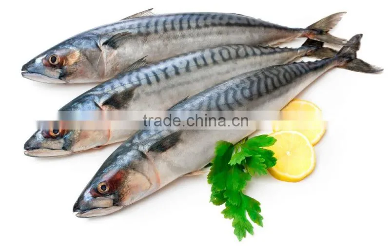 2016 Canned mackerel in brine