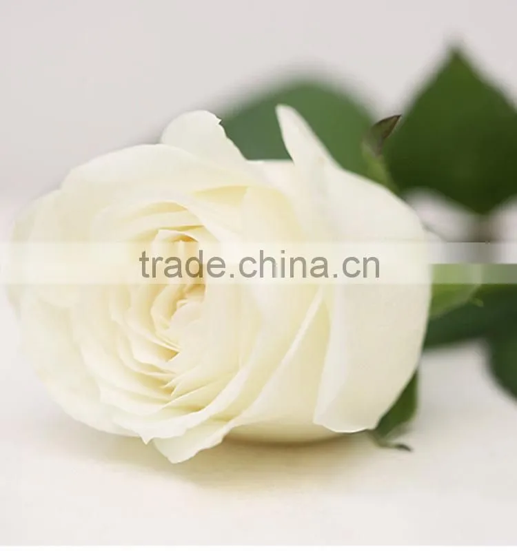 Factory Vendela flower real touch white rose