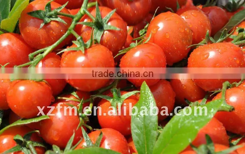 Standing Pouch tomato paste tomato suace