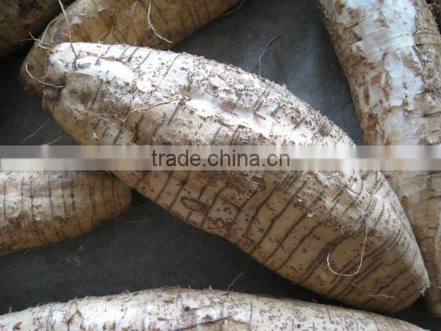 Fresh Chinese ArrowRoot