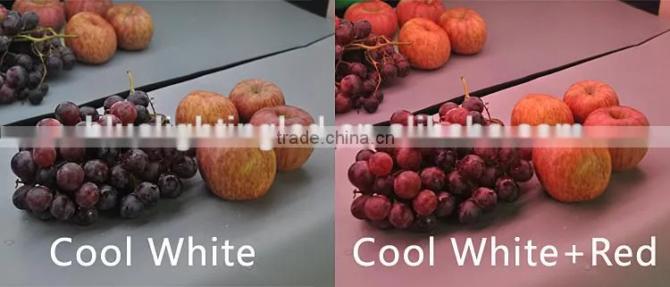 DC24V Warm White Cool White and Red Color in one led strip light led food light