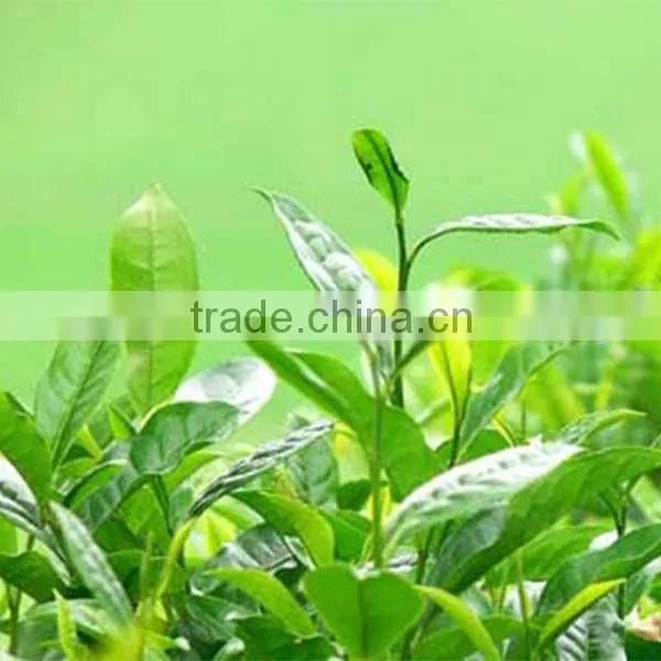 Epigallocatechin Gallate EGCG 95% (T-Full) CAS No.: 989-51-5