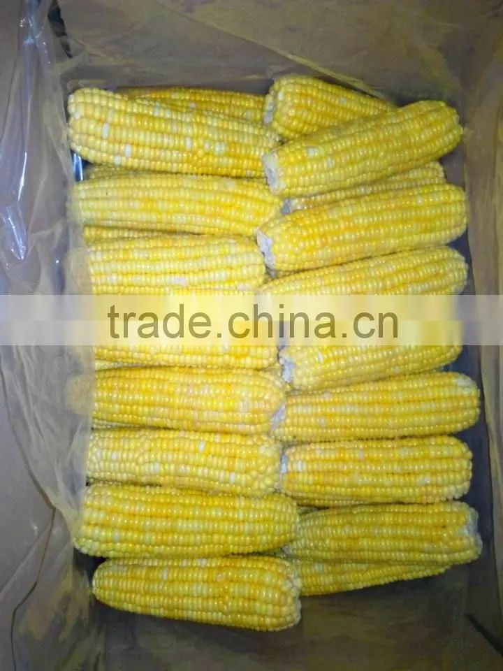 Chinese IQF steamed blanched IQF frozen sweet corn yellow corn
