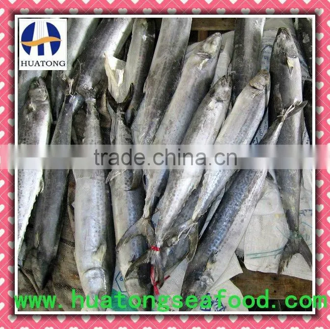 frozen mackerel Spanish Mackerel