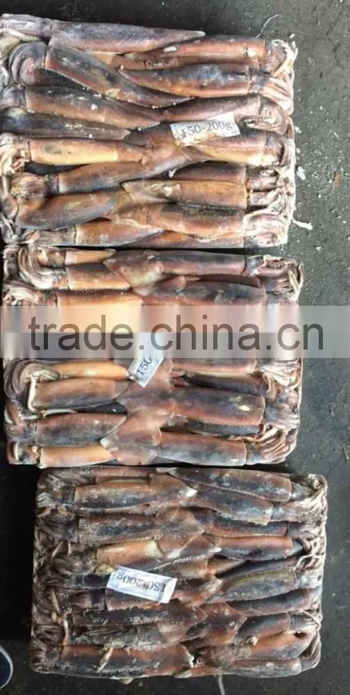 squid hook of illex squid
