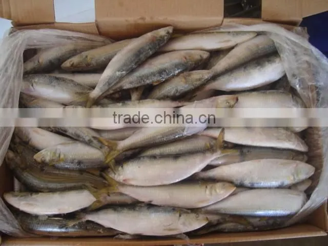 fresh frozen sardine for bait
