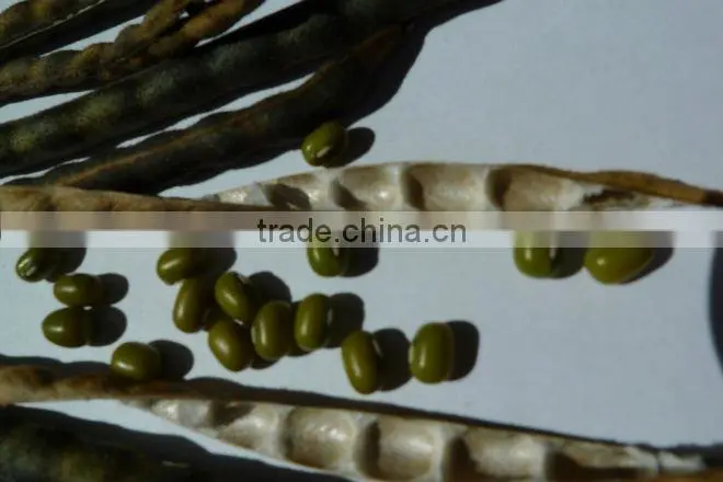 Organic Mung Bean
