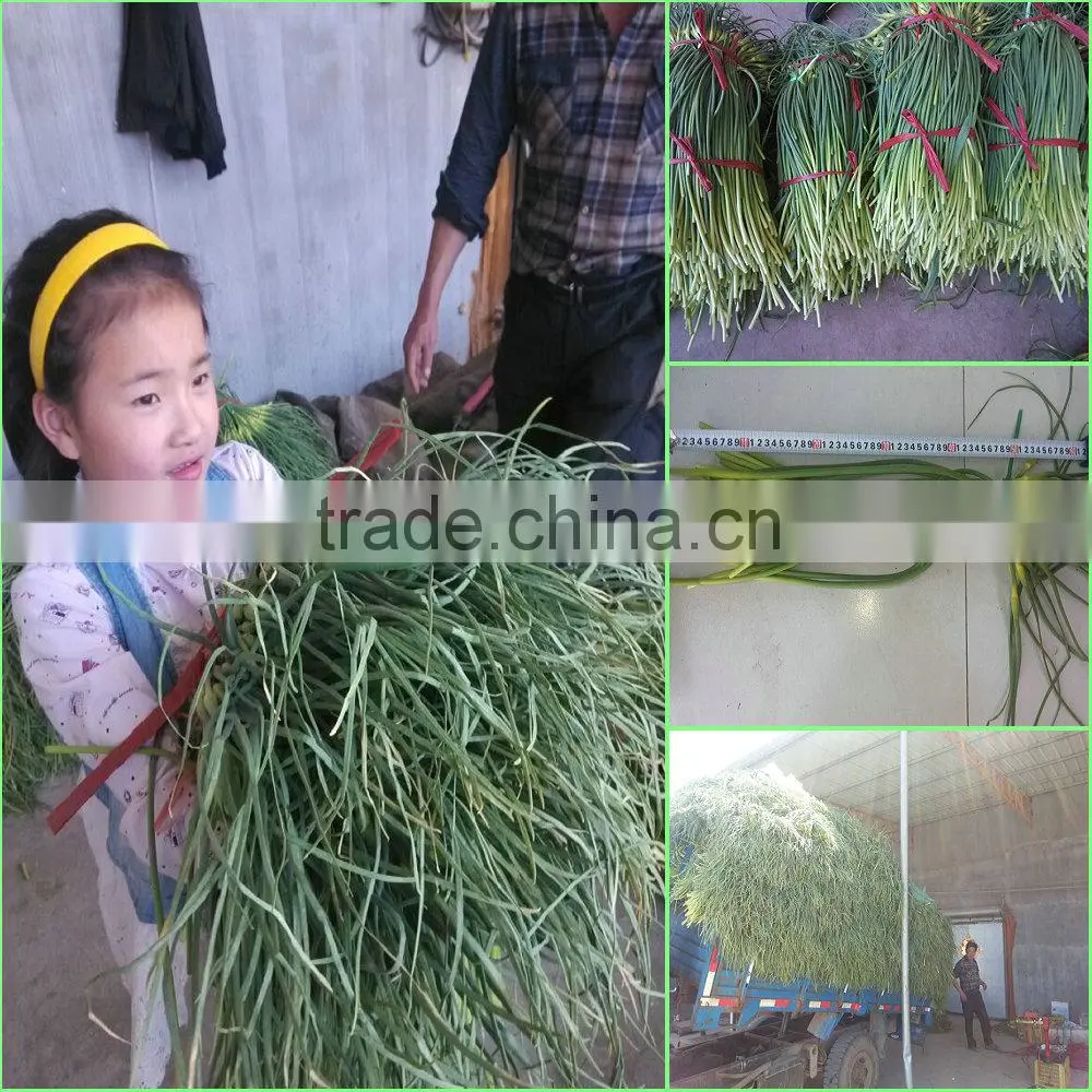 Fresh Garlic Sprout 2015/Garlic moss