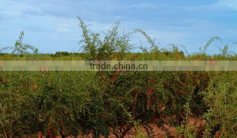 2015.2016Chinese Ningxia goji berry