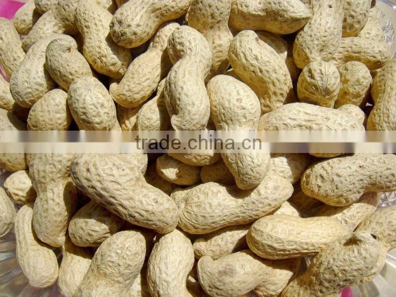Roasted groundnut in shell