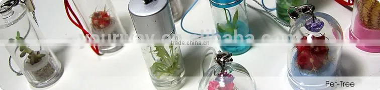 Pet Tree,Mini Plant, Pet Plant