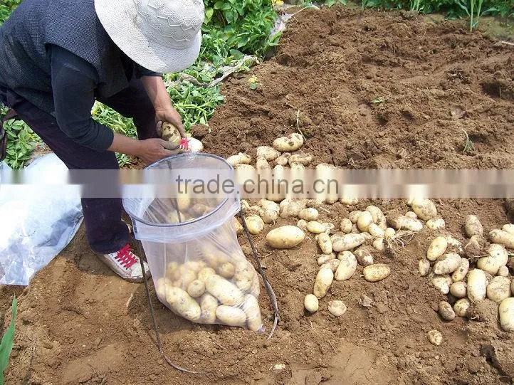 Holland Potato to Dubai Market for Sale