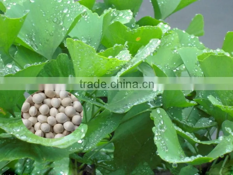 Top Quality Ginkgo seeds Supplier Tree Seeds For Growing